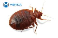 Merida Pest Control image 3